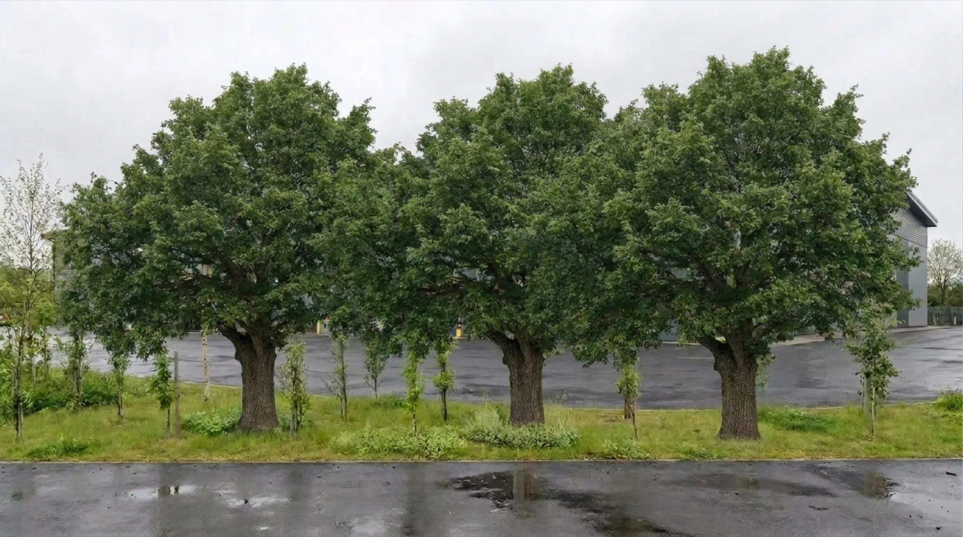 Warehouse landscape growth CGI year twenty showing mature canopy at fourteen to eighteen metres with the warehouse largely absorbed into the planted edge